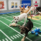 Illustration for article titled Puppy Bowl, Fish Bowl, Kitten Bowl: Counterprogramming The Super Bowl